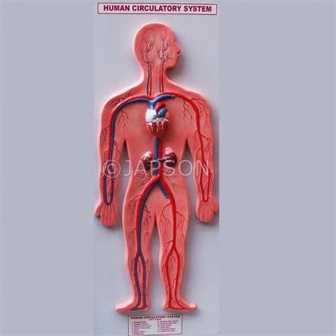 Human Model, Circulatory System, Big