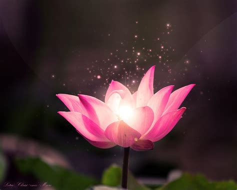 Buddha Lotus Flower Wallpapers - Top Free Buddha Lotus Flower ...