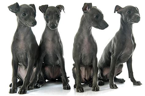 Italian Greyhound Puppies For Sale - AKC PuppyFinder