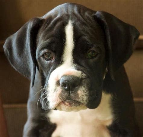 http://www.codmanhillboxers.com/ZOE%20CLOSE%20UP2.jpg | Boxer puppies ...