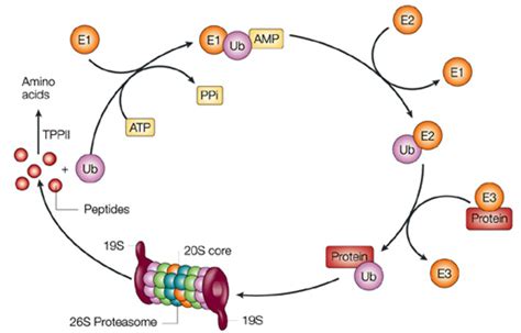 Ubiquitin-Proteasome Pathway-enzyme