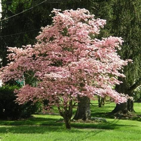 Cornus 'Pink Flowering Dogwood' 16" Pot - Hello Hello Plants