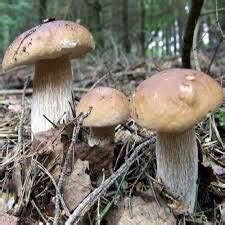 Turn Your Next Hike Into A Hunt For Tasty Porcini Mushrooms — Book Wild ...