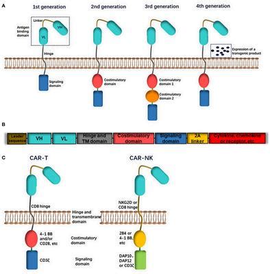 Frontiers | Preclinical and clinical studies of CAR-NK-cell therapies ...