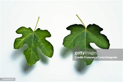 641 Fig Leaves Stock Photos, High-Res Pictures, and Images - Getty Images