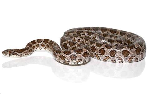 Great Plains Rat Snake For Sale - Upriva Reptiles