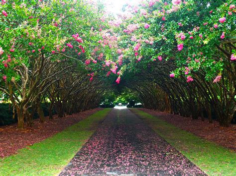 Gardening Tips: Trees and Your Root Flare - Dallas Arboretum and ...