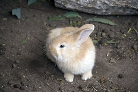 This is a Baby Rabbit or Kit Stock Photo - Image of hare, long: 158754578