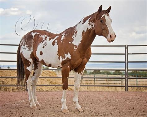 Pin on Horse Color Galore: Framed Overo