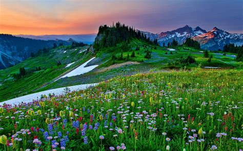 Spring Wildflower Landscape: Stunning HD Wallpaper