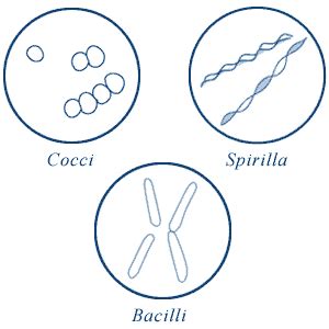 Different Size, Shape and Arrangement of Bacterial Cells