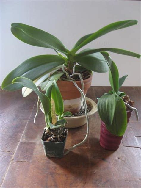 How To Repot an Orchid | Indoor orchids, Repotting orchids, Growing orchids