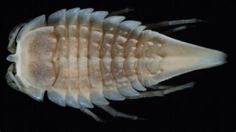 Marine Isopods - Aquatic Live Food | Aqua Cultured Aquarium Foods