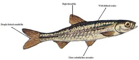 Cyprinids - encyclopedia article - Citizendium