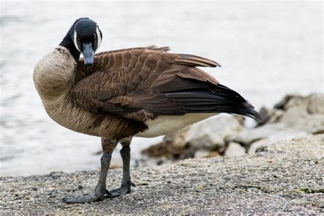 Angry Goose Attack