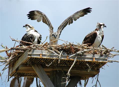 Ospreys in the nest image - Free stock photo - Public Domain photo ...