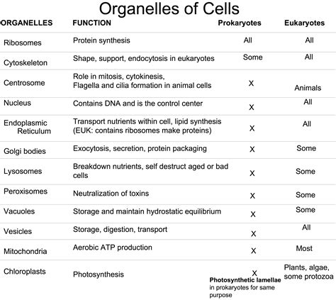 Structure And Function Of Cytoplasmic Organelles Of Cell