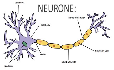 Draw a diagram of the human nerve cell. Justify its shape with regards ...