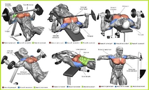 Top 5 Chest Muscle Exercises