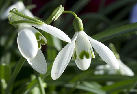 Free photo: Snowdrop flower - Bakcground, Nature, Winter - Free ...