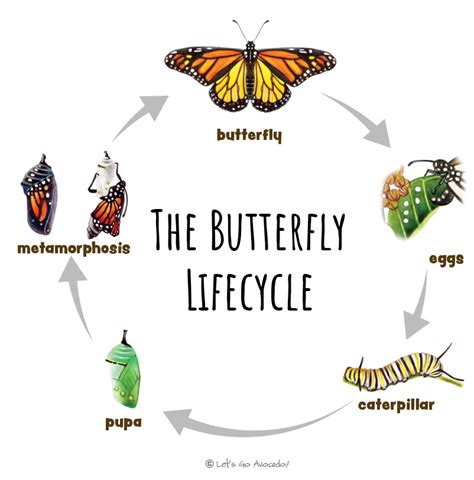 The Lifecycle Of Monarch Butterflies - Let's Go Avocado!