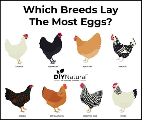 Best Egg Laying Chickens: A List of The 15 Best Chicken Breeds for Eggs