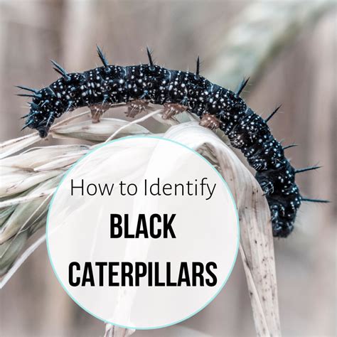 Black Caterpillar Identification Guide: 17 Common Species (With Photos ...