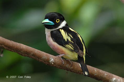 Black-and-yellow broadbill