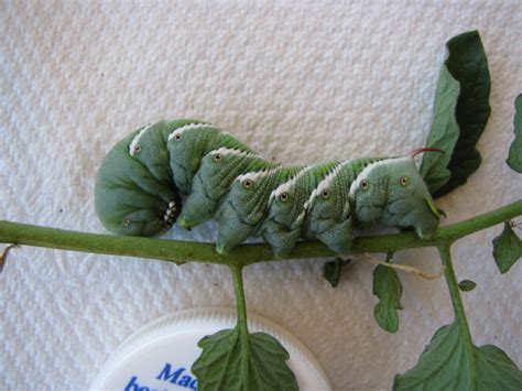 Privet Hawk Moth caterpillar