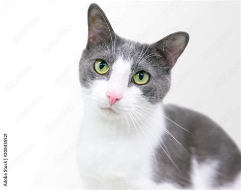 A gray and white domestic shorthair cat with green eyes Stock Photo ...