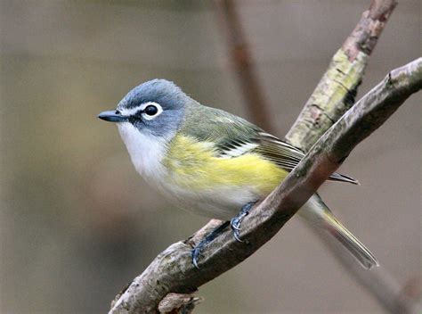 Blue-headed Vireo: Identification and Overview