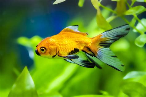 Why Is My Goldfish Turning Black: Causes and Treatment