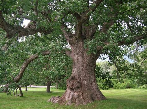 30 Mighty Oak Tree Facts You Never Knew | Facts.net