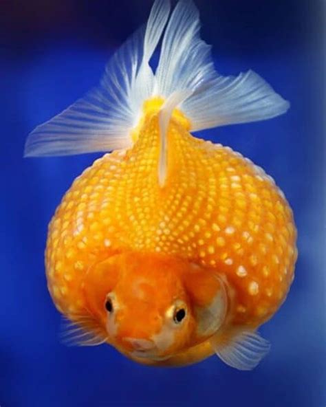 Goldfish Breeding: Thorough Guidance for Successful Reproduction ...