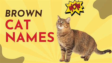 570+ Brown Cat Names [Creative Naming Guide]