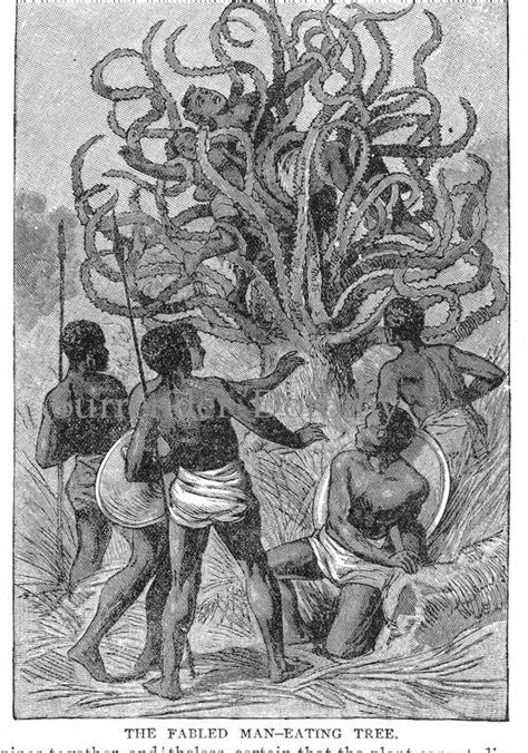 Fabled Man-eating Tree of Africa 1882 Bizarre Mythical - Etsy | African ...