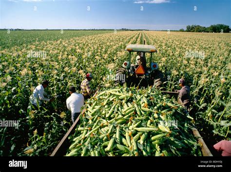 Agriculture - Field workers harvesting sweet corn / near Tracy ...