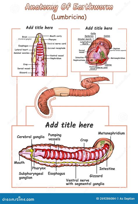 Internal Anatomy of an Earthworm Stock Vector - Illustration of ...