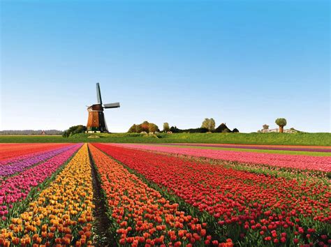 beautiful tulip fields is the best place to travel Holland - Beautiful ...