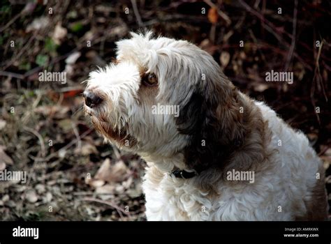 Italy truffle dog hi-res stock photography and images - Alamy