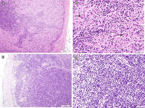 Histopathological observation of mesenteric lymph nodes. a A ...