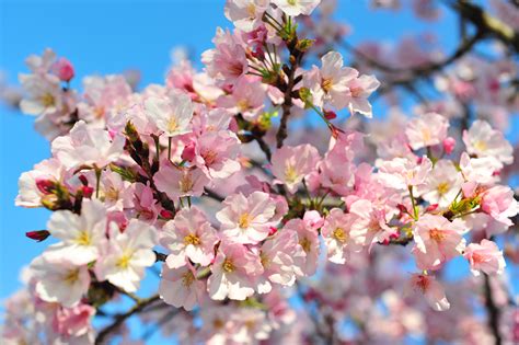 Climate Change and the Washington Cherry Blossom Peak Bloom | TIME