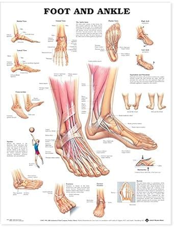 Amazon.com: Foot and Ankle Anatomical Chart: Anatomical Chart Company ...