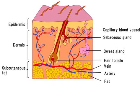 Capillary and LPS / What's LPS / Macrophi Inc. | LPS material | innate ...