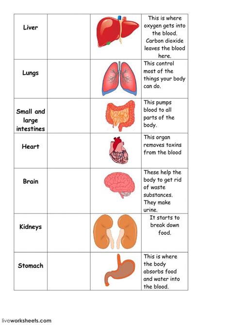 Systems Of The Body Worksheet 12 Body Systems Worksheet