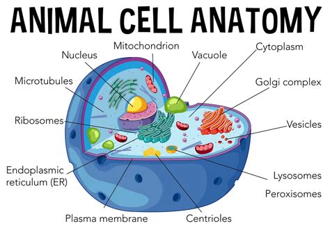 Animal Cells- Structure, Function, Diagram, and Types - 88Guru