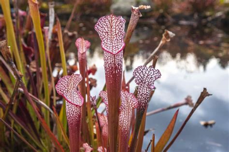 The 10 Prettiest, Weirdest Carnivorous Plants (2023)