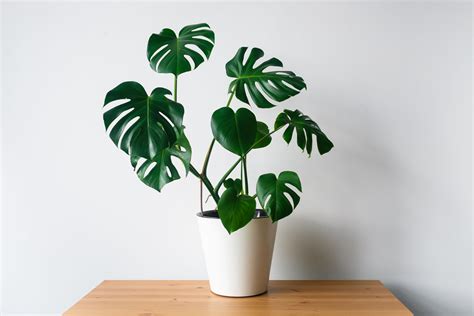 22 Indoor Vine Plants That Look Great in the Home