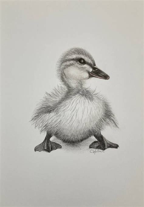 Fluffy Duck Drawing by Catherine Wallace | Saatchi Art | Pencil ...