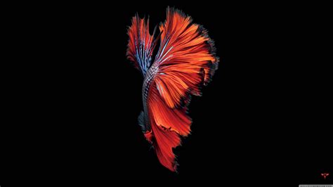 Download A vibrant red fish swimming through a crystal-clear ocean ...